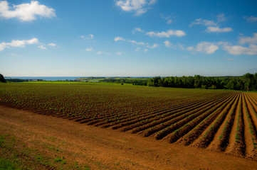 Fototapeta na wymiar Agriculture field with strip potatoes plants at Prince Edward Island