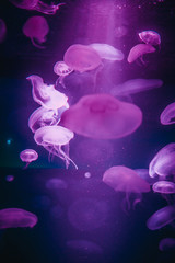 A lot of violet jelly fishes floating in aquarium