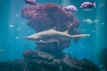 Big shark floating in aquarium