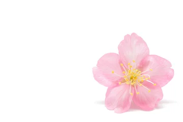 Abwaschbare Fototapete Kirschblüte Sakura-Blumenfrühlingshintergrund