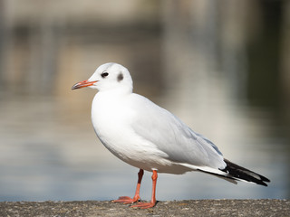 Obraz premium カモメ