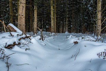 Forêts en hiver