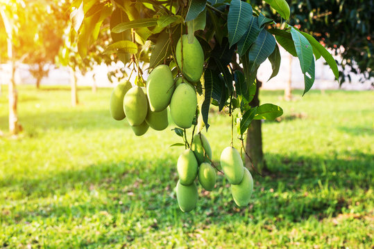 Mangoes on the tree,Bunch of green and ripe mango