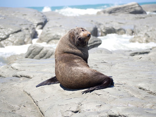 New Zealand Fur Seal on Rocks Twisting Head Behind to Look at Photographer