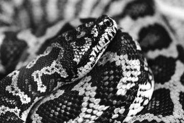 Snake in black and white, Morelia Spilota. Coiled Carpet python. Close-up portrait of diamond python, ready for fight