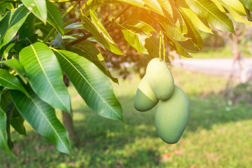Mangoes on the tree,Fresh fruits hanging from branches,Bunch of green and ripe mango