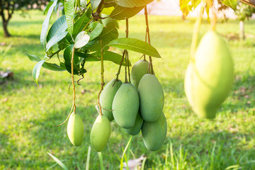 Mangoes on the tree,Fresh fruits hanging from branches,Bunch of green and ripe mango