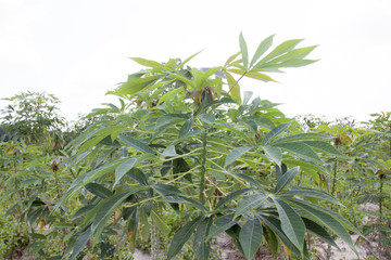 Plantation of cassava tree on day time.