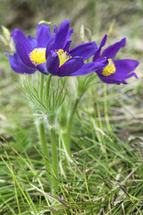 Fototapeta premium Snowdrops on nature background