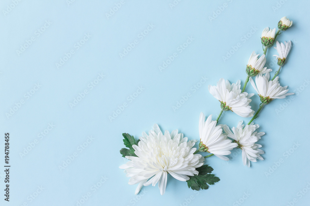 Wall mural white chrysanthemum on blue background with copy space for text in top view