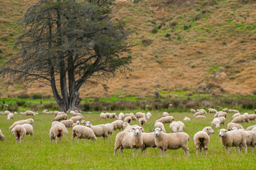 Obraz na płótnie Canvas Flock of sheeps grazing in green farm in New Zealand