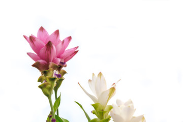 Fototapeta na wymiar Pink and white flowers on white background.