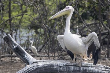 great white pelican who sits on a dry branch of a tree standing in the water