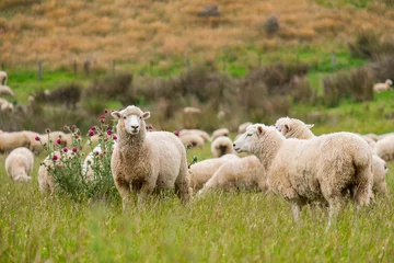 Fototapeten Herde von Schafen, die auf einer grünen Farm in Neuseeland weiden © Klanarong Chitmung