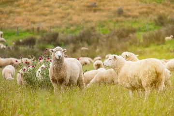Tuinposter Flock of sheeps grazing in green farm in New Zealand with warm sunlight effect © Klanarong Chitmung