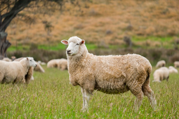 Cute sheep portrait, staring at a photographer, grazing in a green farm in New Zealand