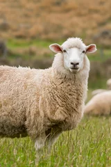 Poster Schattig schapenportret, starend naar een fotograaf, grazend in een groene boerderij in Nieuw-Zeeland © Klanarong Chitmung