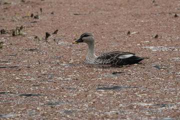 Indian spot-billed duck which floats on a small pond in the national park of Bharatpur