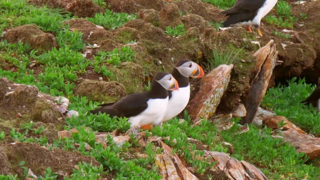Beautiful flock of puffins on an island in newfoundland