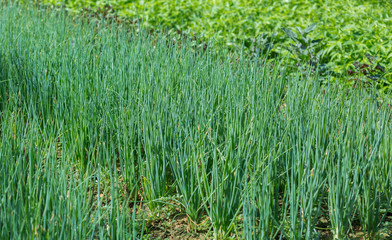 Green vegetable plants in growth at garden