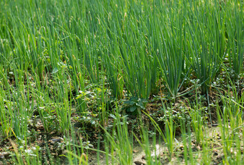 Green vegetable plants in growth at garden