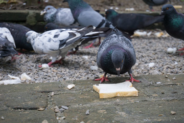 the pigeon eat bread on the ground