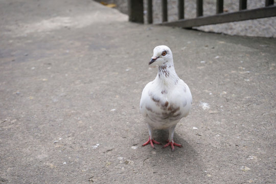 A white pigeon walk on the ground