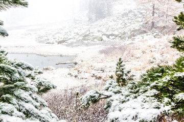 Fototapeta na wymiar Snow in coniferous forest. Trees under the snow. Winter weather, snowfall.