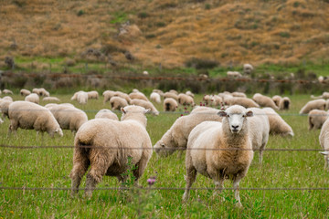 Naklejka na ściany i meble Flock of sheeps grazing in green farm in New Zealand