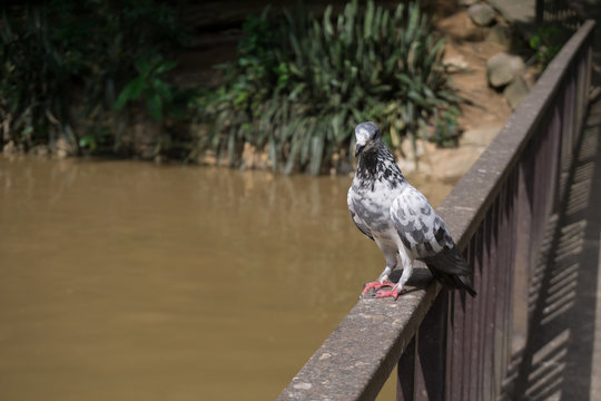 A pigeon is standing on a bridge