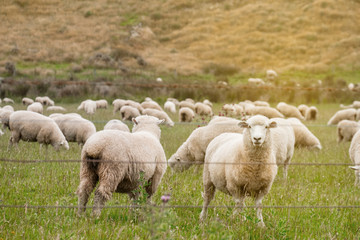 Obraz premium Flock of sheeps grazing in green farm in New Zealand with warm sunlight effect.