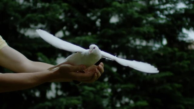 Pigeon spreading its wings and flying, Ultra Slow Motion