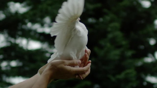 Pigeon spreading its wings, Ultra Slow Motion