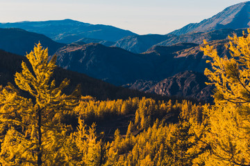 Bright yellow larch trees in the mountain valley. Autumn weather.