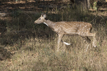 male Chital or spotted deer who just started to grow horns walking through a meadow at the edge of the forest
