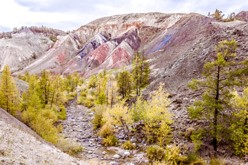 Colorful red rocks with yellow trees. Autumn in the Altai mountains.