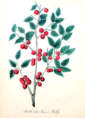 Illustration of flower