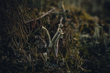 Tube lichen (Cladonia fimbriata) on the green moss