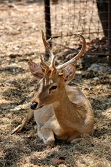 Deers,  they live at a zoo in Thailand  Asia,  for the research and the reproduction.