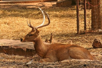 Deers,  they live at a zoo in Thailand  Asia,  for the research and the reproduction.