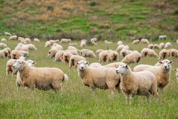 Flock of sheeps grazing in green farm in New Zealand