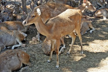 Naklejka na ściany i meble Deers, they live at a zoo in Thailand Asia, for the research and the reproduction.