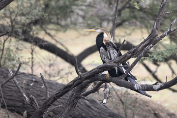 male Oriental darter who sits on a dry branch of a tree standing in the water
