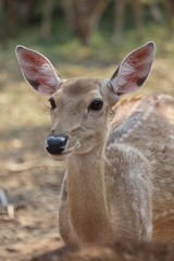 Deers,  they live at a zoo in Thailand  Asia,  for the research and the reproduction.