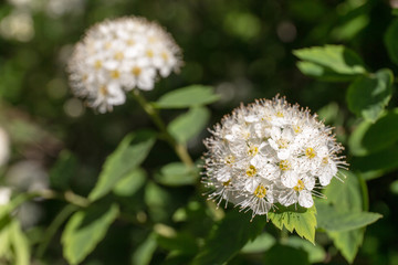 spirea in spring closeup