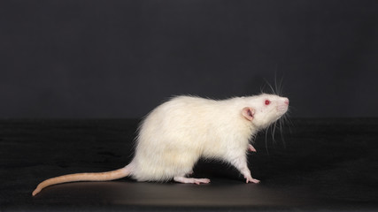 white domestic rat