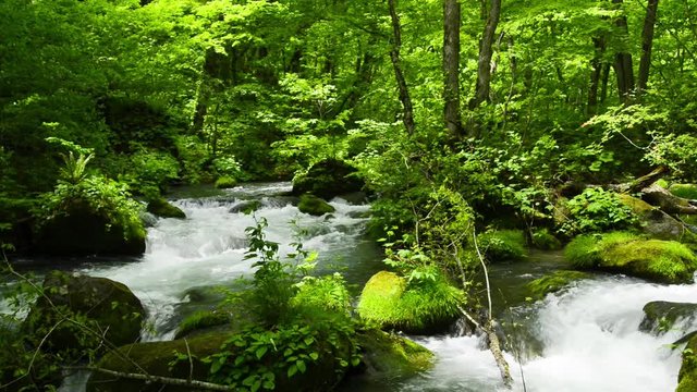 奥入瀬渓流の流れと新緑の木々