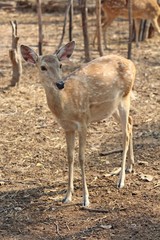 Deers,  they live at a zoo in Thailand  Asia,  for the research and the reproduction.