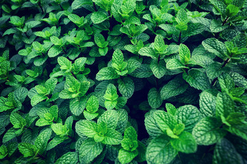 green mint plant in growth at vegetable garden