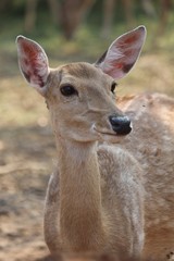 Deers,  they live at a zoo in Thailand  Asia,  for the research and the reproduction.
